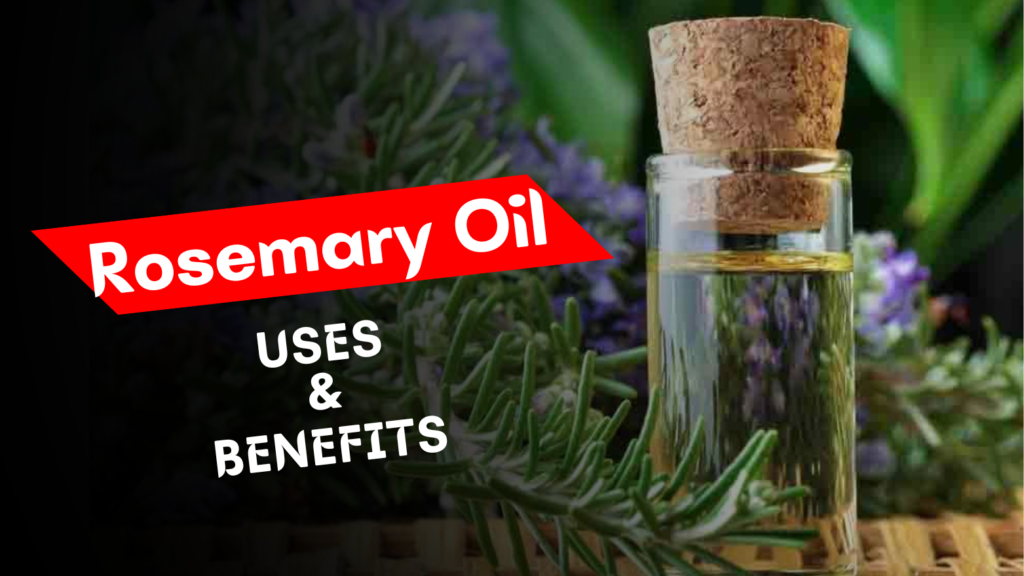 All About Rosemary Oil Uses Benefits And Price Salesmania 0486